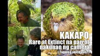 Rare na parrot huli sa camera -MEME