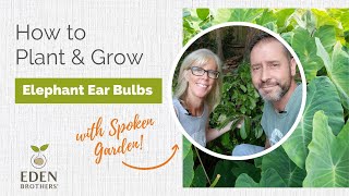 How to Plant and Grow Elephant Ear Bulbs