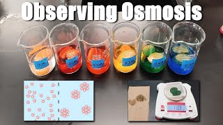 Observing Osmosis in Carrots - AP Bio Lab 2.8