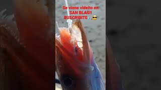 se viene una pesquita en playa de arena y un ratito en la ria de  San Blas  al final un palo..!!!