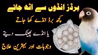 why love birds left box | Birds eggs q phaink dete