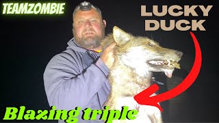 Triple coyote pack comes running in to the luckyduck