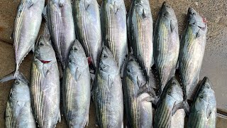 #2 New Jersey Queen Mary party boat albacore, bonito & blueish. Trip#2.