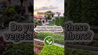 Do you know these vegetables neighbors? #shortvideo #youtubeshorts #garden #plants #viralvideo