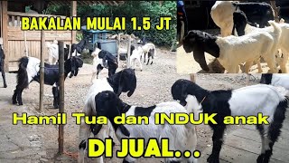 Kambing Kaligesing BREEDING Induk hamil tua dan induk anak di jual..!!!