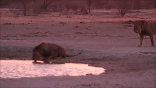 Lions visit waterhole at sunset. Leoni visitano la pozza d'acqua al tramonto.