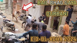 EID-UL-ADHA 2024 || Bail Zibbah Honey se pehle Faraar.