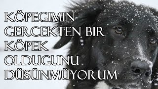 Köpeğimin Gerçekten Bir Köpek Olduğunu Düşünmüyorum | Korku Hikayeleri