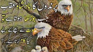 Parindo Ka Badsha Jb Borha Hota Hy To Moat Se Bachnay K Liye Kia Karta Hai #ilamcenter #eagles