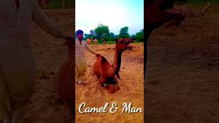 Camel & Man الجمل والرجل || desert Thar || #animals #camels #desertanimals #thardesert #camel #thar