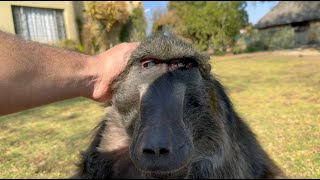 Cindy the most famous baboon in the🌍