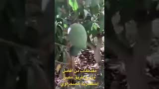 من افضل مزارع طريق مصر اسكندرية الصحراوي