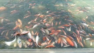 memberi makan berbagai macam ikan ada ikan koi besar di vihara kongco tjoseokong tanjung kait