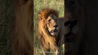 Oloshipa inspecting odors (Black Rock Boy) #lion #leão #wildlife #bigcat #animal #animals #wildlife