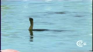 Laguna, Sabana inundable, Cienaga y Humedal