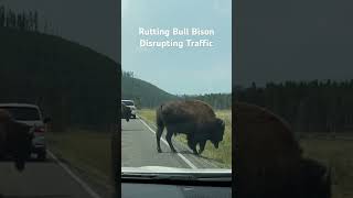 Dangerous Rutting Bull Bison Blocking Traffic. Wife thinks they’re playing.