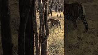 Tiger cub waiting for mommy-Rantambore February 2020