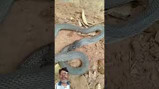 क्या आप कभी एसे सांप को देखा #snake #descovery #animals #amazingsnake #wildlife #facts #cobra