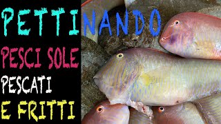 PETTINANDO...🐠🐠🐠 A PESCA CON NANDO DI PESCI PETTINE E POI TUTTI A CASA A FRIGGERE 🍽️🥂