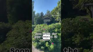 Sweden walks/ #walking #швеция #schweden #shortyoutube #سوئد #outdoors #tinyhouse #walkingvideo