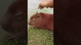 Filhote de Capivara/Carpincho, Parque Barigui, Curitiba  #shorts