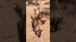 9 months old camel baby #shorts  #shortvideo