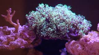 Reef November 2017