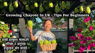 Growing Chayote In UK -Tips For Beginners | Harvesting Chayote | Iskus | Gardening | NepaliFamilyUK