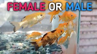 HOW TO IDENTIFY THE GENDER OF YOUR GOLDFISH? | Paano malaman kung Female at Male ang Goldfish?