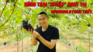 ✅ "HÉ LỘ" VƯỜN NHO NGAY TẠI NOVAWORLD PHAN THIẾT