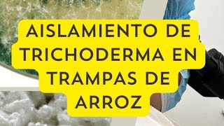 Aislamiento de Trichoderma spp en trampas de arroz y suelo