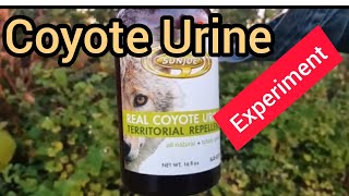 Experiment with coyote urine on Vancouver Island