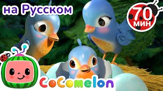 Песенка про Птичек 🐦🐦 | Детские Песенки CoComelon