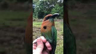 The Broad-billed Motmot is a widespread species found throughout Central America.