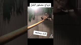 تزاوج طائر البلبل العراقي