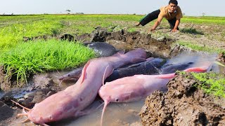 Top fishing skills - Catch lots of fish in the fields near the road