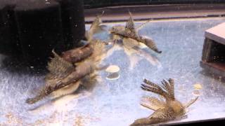 Battle of the bigger plecos lol