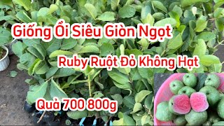 Giống Ổi Ngon! Cây Ổi Ruby Ruột Đỏ Không Hạt Kinh Tế Được Trồng Nhiều Hiện Nay