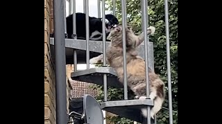 Black-and-White Cat Attacks a Gray Cat