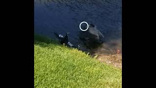 Heron eats baby duck