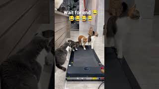 CATS FUNNY REEL 🤣🤣 #shorts #funny #funnyshorts #reels #cat #catshorts #catfunny