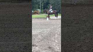 Perfect 10/10 dq square halt 😻 #horse #equitation #dressage #showjumping #equestrian #equinelove