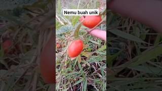 Ini Namanya Buah Apa ya🤔?#buahunik #buahlangka #buahmerah #buahaneh #buahliar #buahbuahan #buah