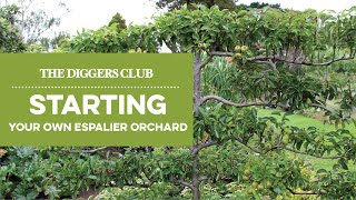 Starting Your Own Espalier orchard