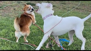 114. Happy Girl Dog Friends' Routine Mouthing Play 08/16/2024 #pitbull #shiba