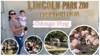 Chicago Vlog: Experiencing the Chicago Lincoln Park Zoo | DITL | Avie Life in USA