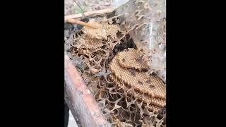 Insect | Finding the Queen Bee Egg | Mencari telor ratu #lebah