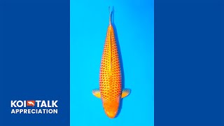 Koi Talk | Appreciation | Golden Corn - Taniguchi Koi Farm