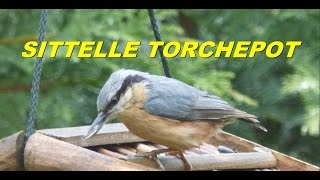 VIE SAUVAGE:"La sittelle torchepot"