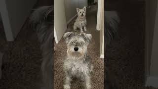 Schnauzer Bernadette and Wilma. Why can’t they look at me sleep